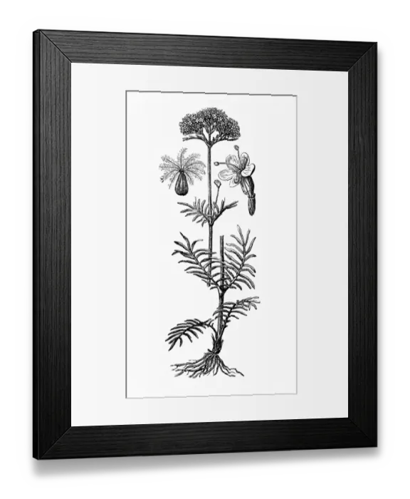 Framed Print : Valerian (Valeriana officinalis) Framed Print : Valerian (Valeriana officinalis)