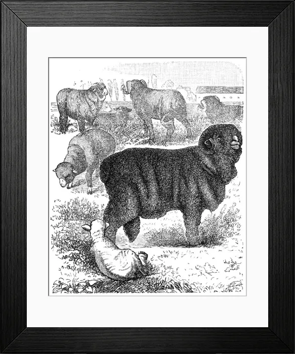 Framed Print : Horned Merino sheep (ram) Framed Print : Horned Merino sheep (ram)