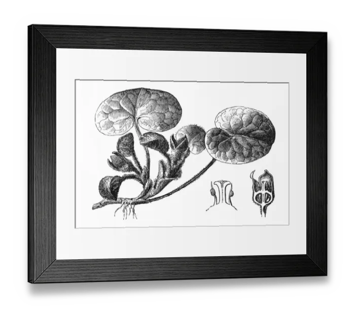 Framed Print : European wild ginger (Asarum europaeum) Framed Print : European wild ginger (Asarum europaeum)