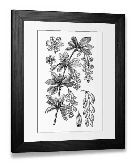 Framed Print : Barberry (Berberis vulgaris) Framed Print : Barberry (Berberis vulgaris)