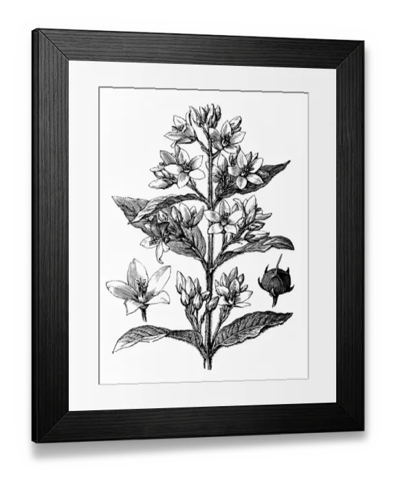 Framed Print : Golden loosestrife (Lysimachia vulgaris) Framed Print : Golden loosestrife (Lysimachia vulgaris)