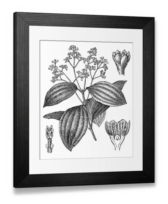 Framed Print : Cinnamon (Cinnamomum ceylanicum, Cinnamomum verum)