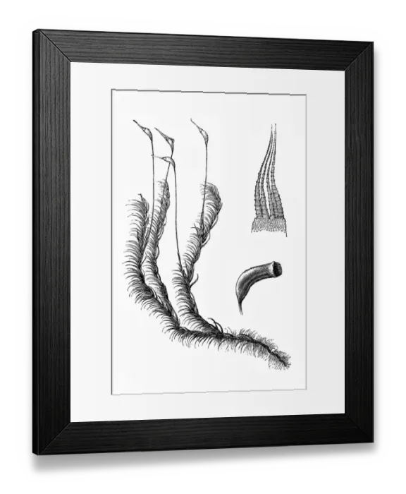 Framed Print : Hypnum cuspidatum Framed Print : Hypnum cuspidatum