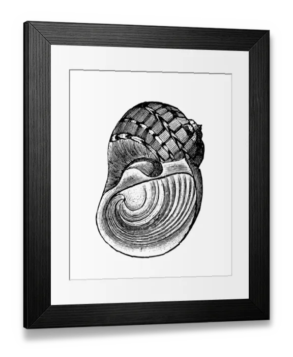 Framed Print : Sea shell (Naticarius canrena)