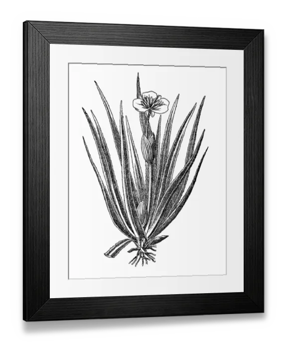 Framed Print : Water soldiers, water pineapple (Stratiotes aloides) Framed Print : Water soldiers, water pineapple (Stratiotes aloides)