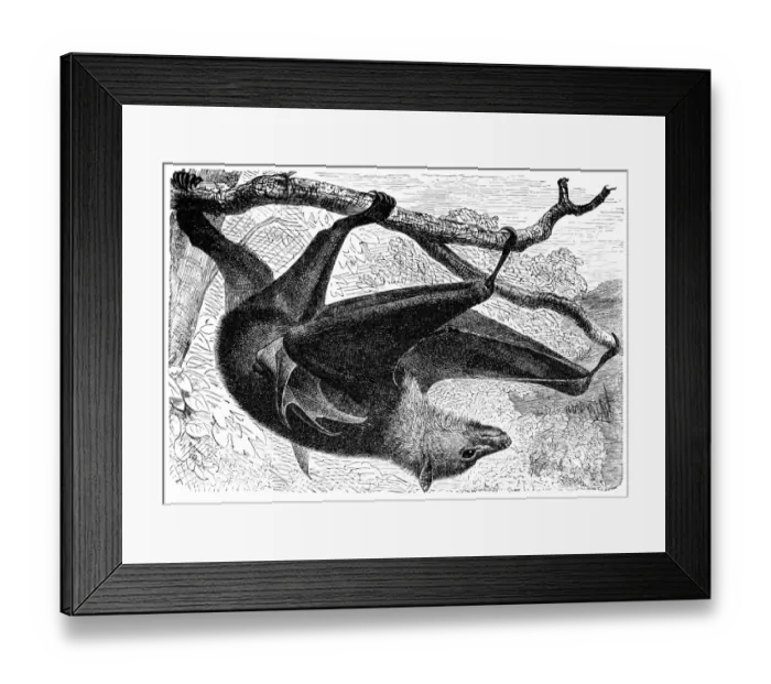 Framed Print : Kalong (Pteropus Edulis)