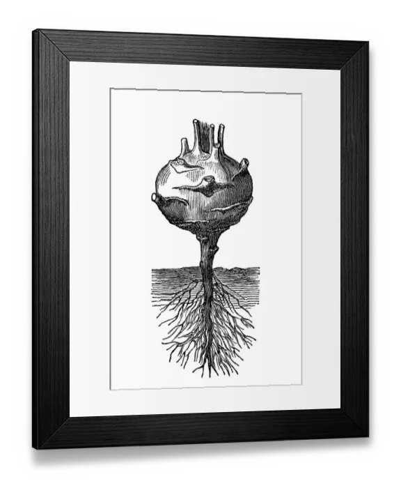 Framed Print : Kohlrabi, German turnip or turnip cabbage Framed Print : Kohlrabi, German turnip or turnip cabbage