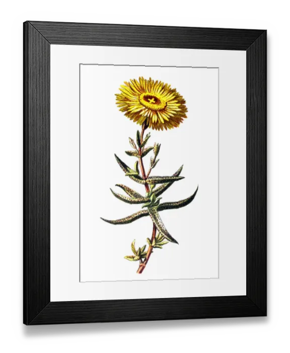 Framed Print : Golden Fig Marigold (Mesembryanthemum aureum) Framed Print : Golden Fig Marigold (Mesembryanthemum aureum)