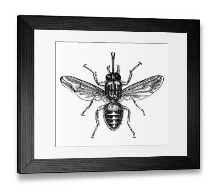 Framed Print : Tik-Tik fly or Tsetse (Glossina morsitans) Framed Print : Tik-Tik fly or Tsetse (Glossina morsitans)