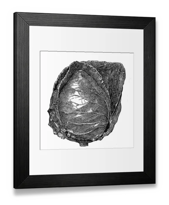 Framed Print : Cabbage head Framed Print : Cabbage head