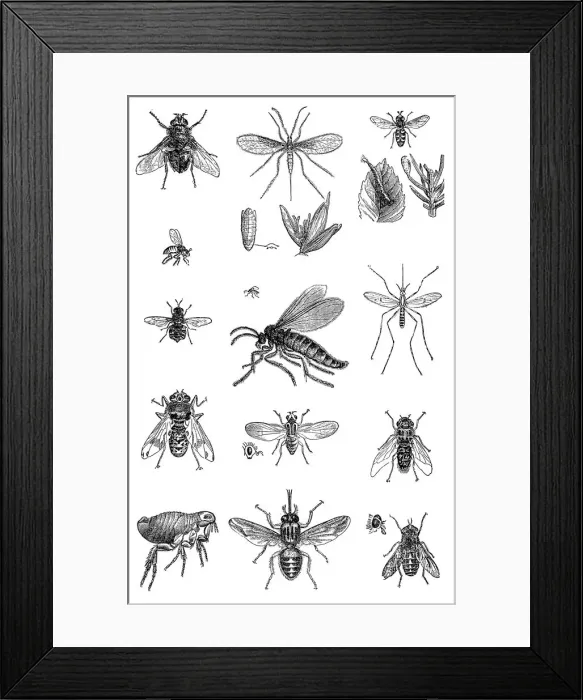 Framed Print : Insects. Antique illustration of various Insects Framed Print : Insects. Antique illustration of various Insects