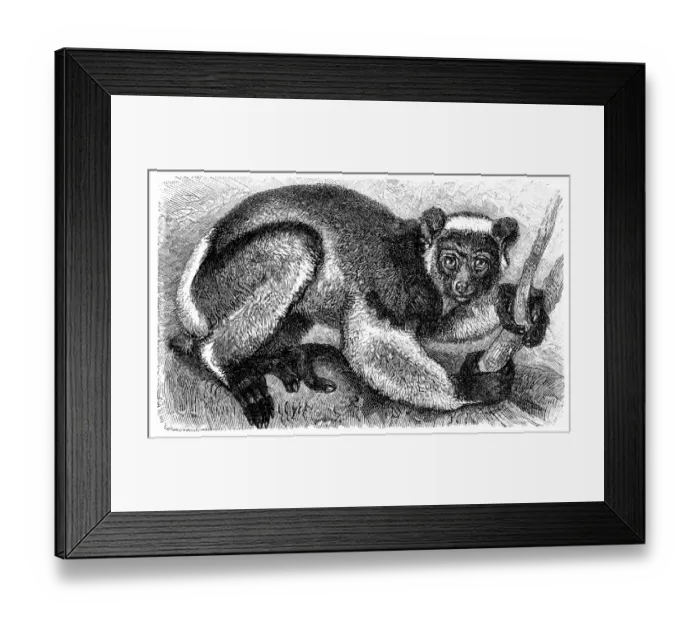 Framed Print : Indri or Babakoto (Indri indri) Framed Print : Indri or Babakoto (Indri indri)