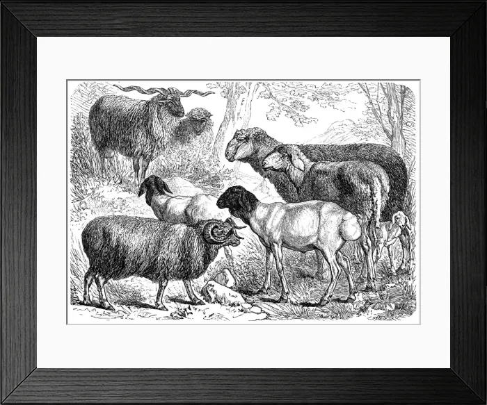 Framed Print : Alpine, Ibex, Wild Goat, Markhor Framed Print : Alpine, Ibex, Wild Goat, Markhor