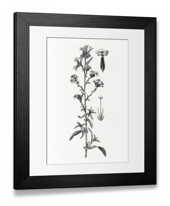 Framed Print : Common Leadwort (Plumbago europaea) Framed Print : Common Leadwort (Plumbago europaea)