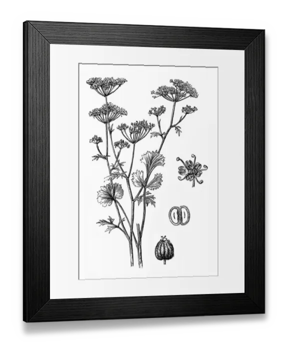 Framed Print : Anise (Pimpinella anisum) Framed Print : Anise (Pimpinella anisum)