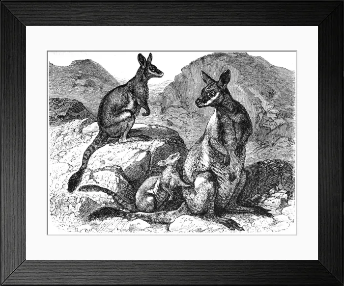 Framed Print : Yellow footed rock wallaby (Petrogale xanthopus) Framed Print : Yellow footed rock wallaby (Petrogale xanthopus)