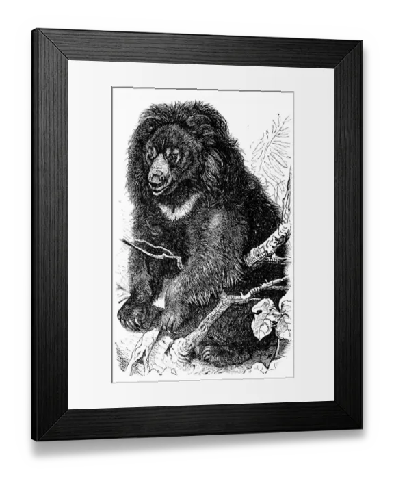 Framed Print : Sloth bear (Ursus ursinus) Framed Print : Sloth bear (Ursus ursinus)