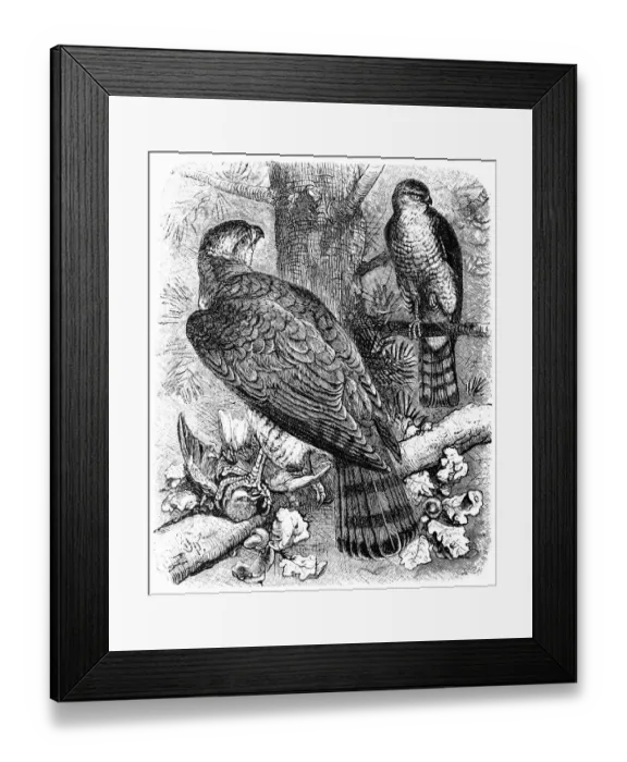 Framed Print : Goshawk (astur palumbarius) Framed Print : Goshawk (astur palumbarius)