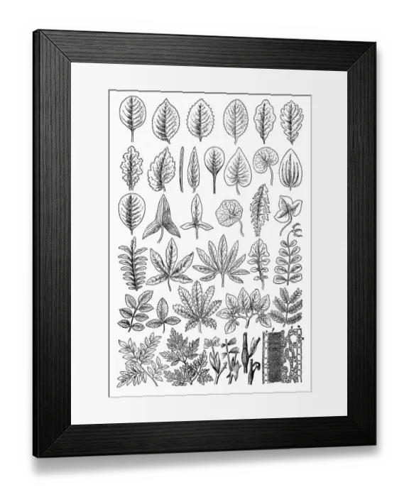 Framed Print : Leaves set Framed Print : Leaves set