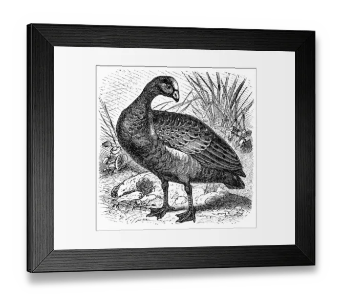 Framed Print : Cape Barren Goose (Cereopsis novaehollandiae) Framed Print : Cape Barren Goose (Cereopsis novaehollandiae)