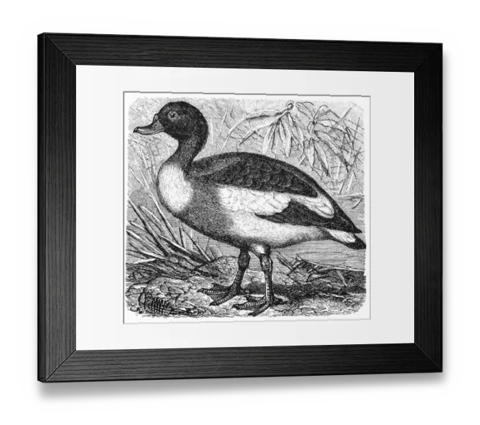 Framed Print : Common Shelduck (Tadorna vulpanser) Framed Print : Common Shelduck (Tadorna vulpanser)