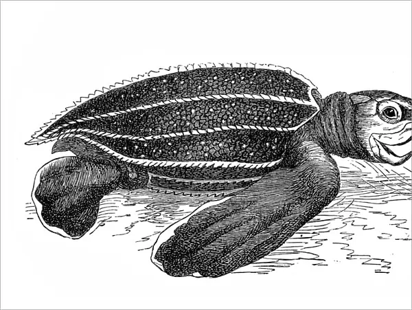 Leatherback sea turtle (sphargis coriacea)
