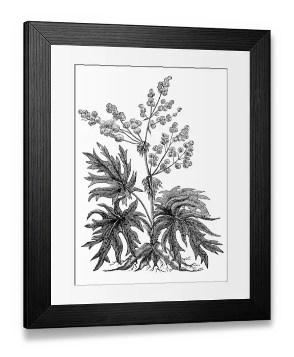 Framed Print : Rhubarb root (Rheum palmatum) Framed Print : Rhubarb root (Rheum palmatum)