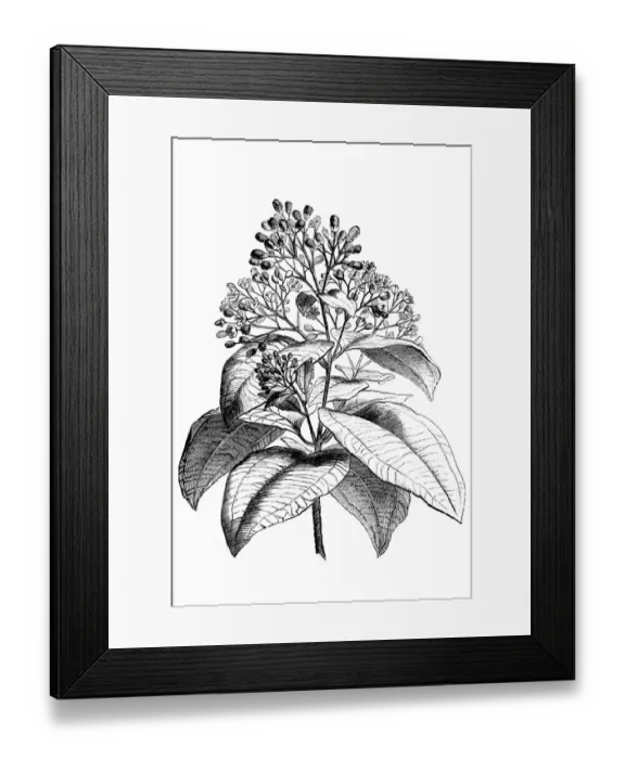 Framed Print : Cinnamon tree (Cinnamomum verum) Framed Print : Cinnamon tree (Cinnamomum verum)