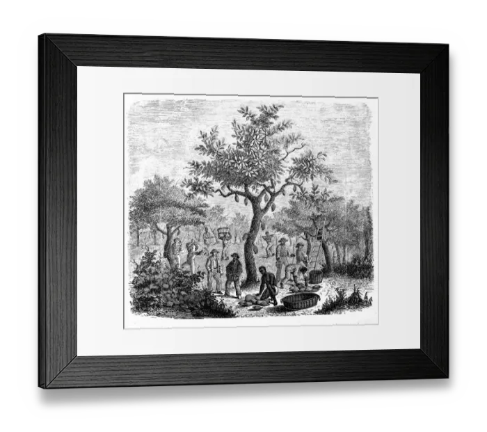Framed Print : Chocolate plant Framed Print : Chocolate plant