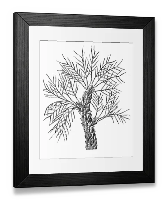Framed Print : Tragacanth gum tree (Astragalus gummifer) Framed Print : Tragacanth gum tree (Astragalus gummifer)