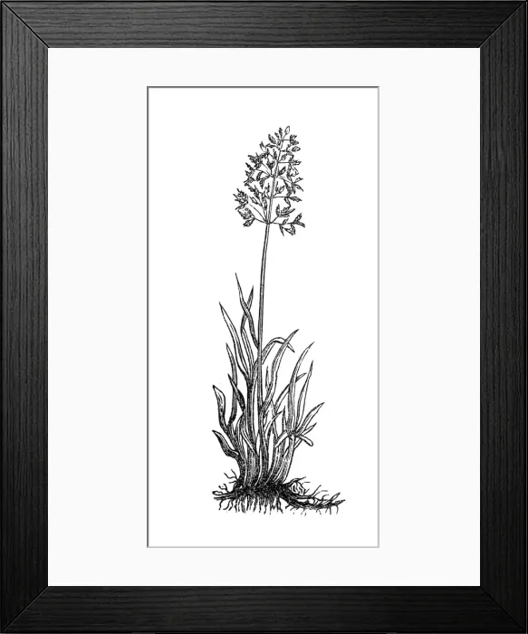 Framed Print : Meadow Grass (Poa pratensis) Framed Print : Meadow Grass (Poa pratensis)