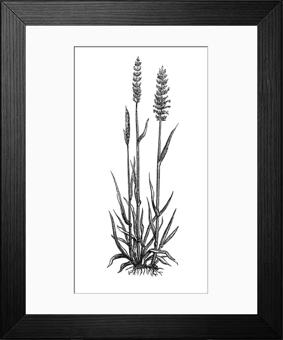 Framed Print : Crested dog s-tail (cynosurus cristatus) Framed Print : Crested dog s-tail (cynosurus cristatus)