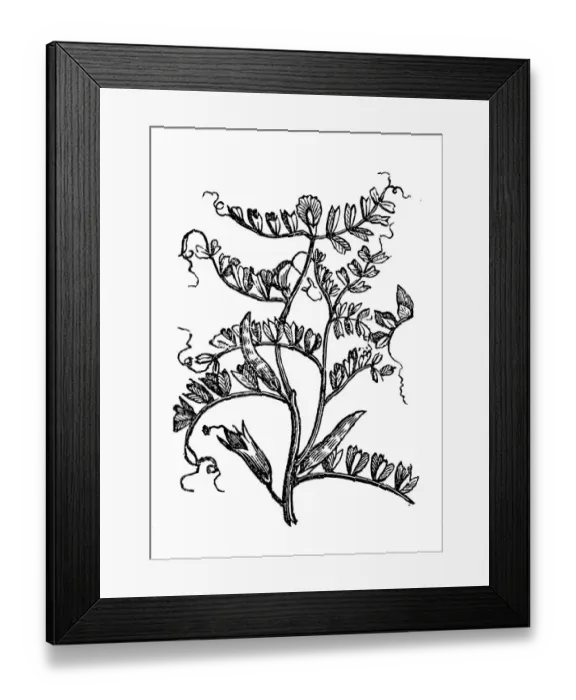 Framed Print : Vetch (Vicia sylvatica) Framed Print : Vetch (Vicia sylvatica)