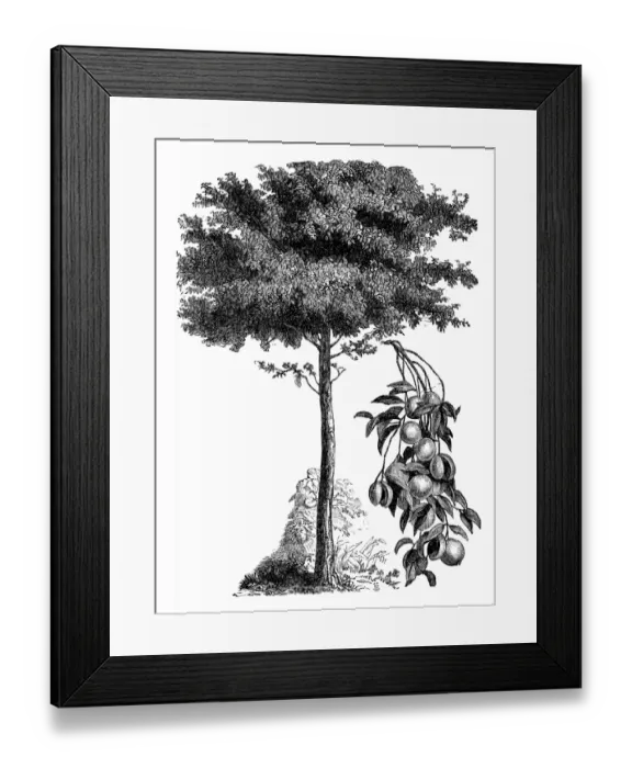 Framed Print : Common Nutmeg (Myristica fragrans) Framed Print : Common Nutmeg (Myristica fragrans)