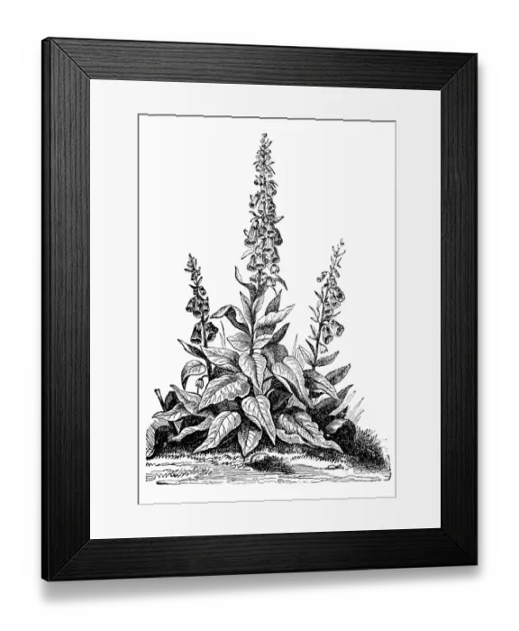 Framed Print : Foxglove (Digitalis purpurea) Framed Print : Foxglove (Digitalis purpurea)