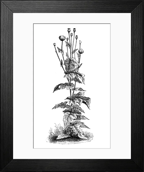 Framed Print : Poppy (Papaver somniferum) Framed Print : Poppy (Papaver somniferum)