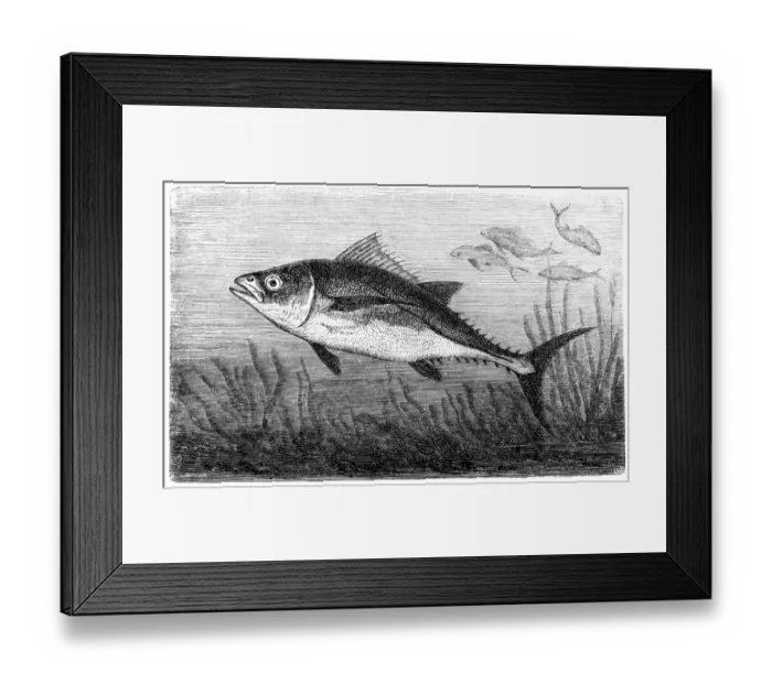 Framed Print : Tuna. Illustration of a Tuna Framed Print : Tuna. Illustration of a Tuna