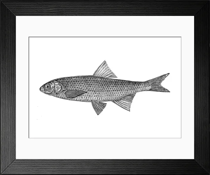 Framed Print : European chub (squalius leuciscus) Framed Print : European chub (squalius leuciscus)