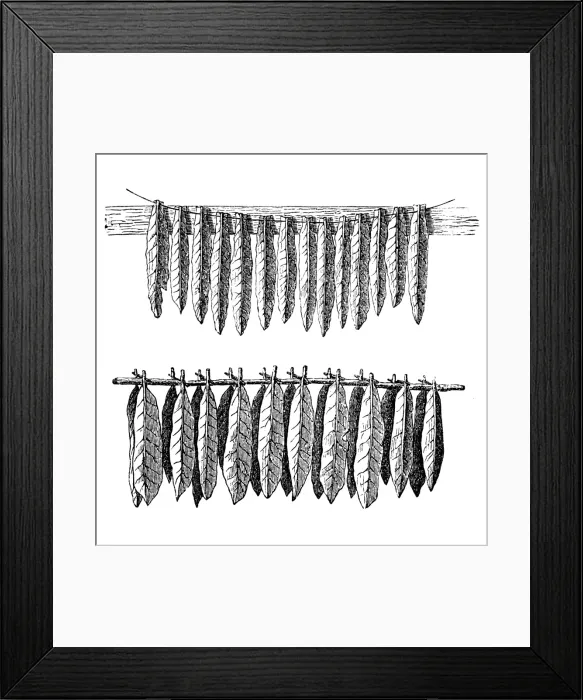 Framed Print : Tobacco. Illustration engrsaving of a tobacco leaves drying Framed Print : Tobacco. Illustration engrsaving of a tobacco leaves drying