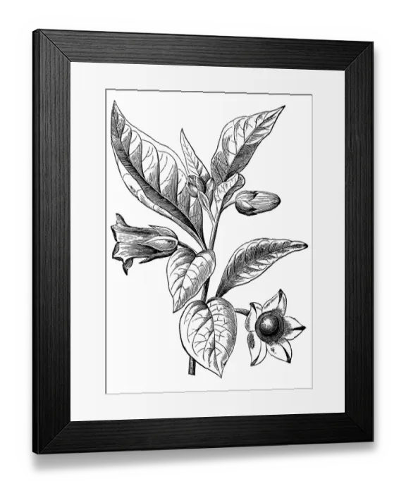 Framed Print : Belladona or Deadly Nightshade (Atropa belladonna)