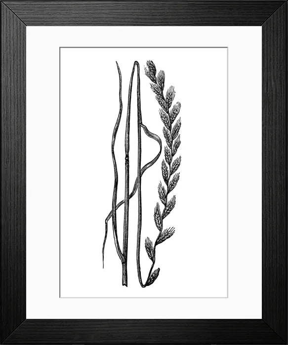 Framed Print : Italian ryegrass Framed Print : Italian ryegrass