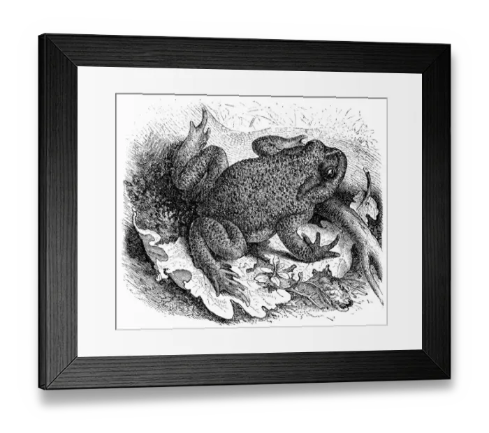 Framed Print : Common Toad (Bufo vulgaris) Framed Print : Common Toad (Bufo vulgaris)