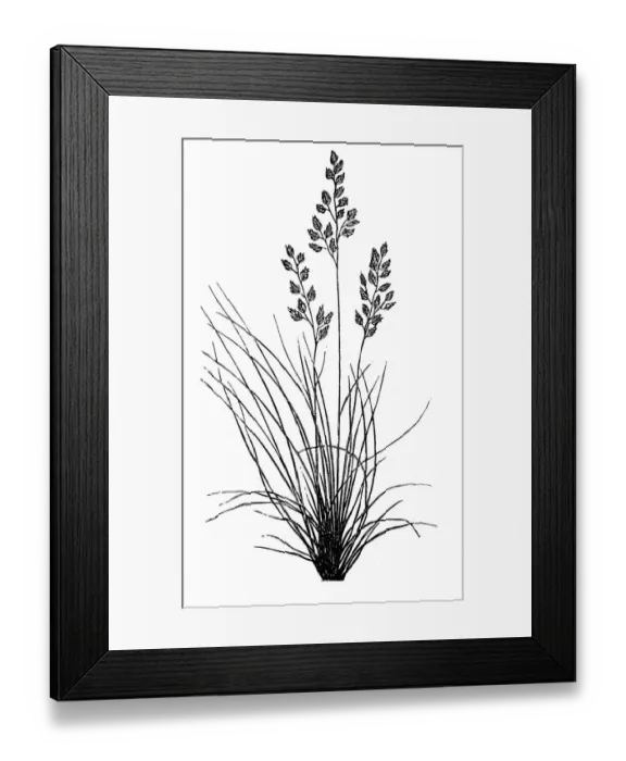 Framed Print : Sheep fescue (Festuca ovina) Framed Print : Sheep fescue (Festuca ovina)