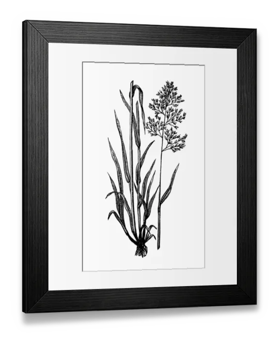 Framed Print : Yorkshire Fog (Holcus lanatus)