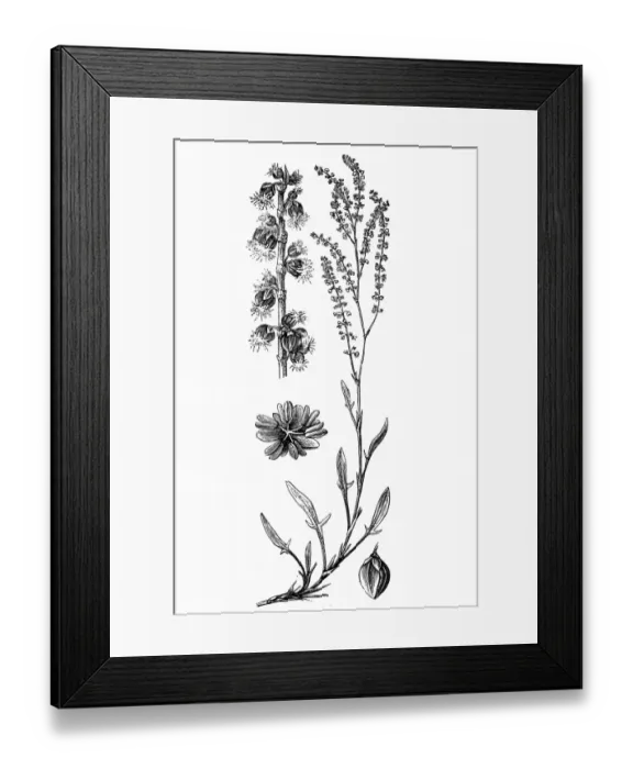 Framed Print : Sheep sorrel (Rumex acetosella) Framed Print : Sheep sorrel (Rumex acetosella)