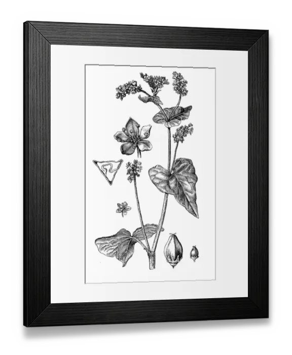 Framed Print : Polygonum fagopyrum Framed Print : Polygonum fagopyrum
