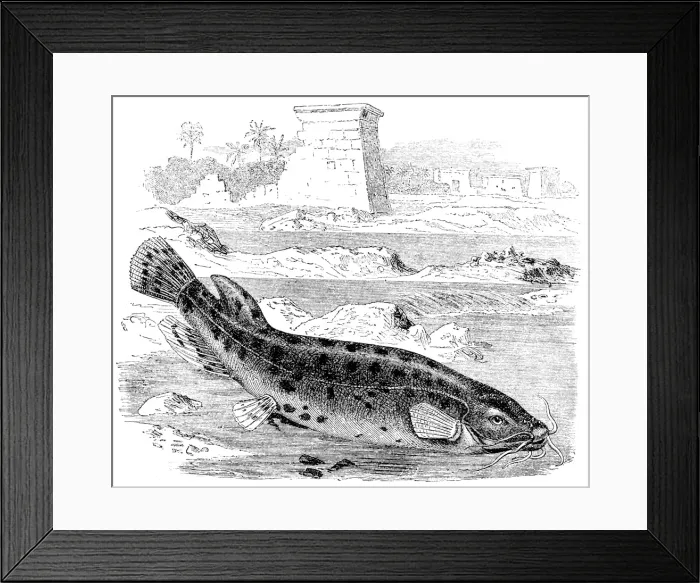 Framed Print : Malapterurus electricus Framed Print : Malapterurus electricus