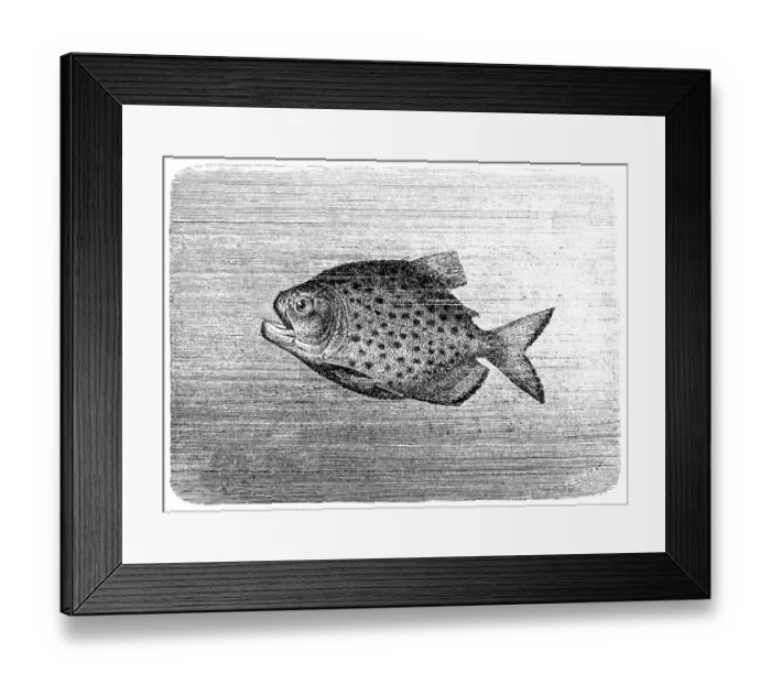 Framed Print : Piranha Piraya (Pygocentrus piraya)