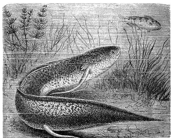 The West African lungfish (Protopterus annectens)