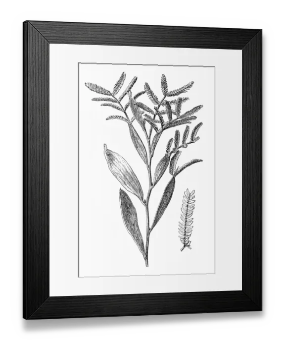Framed Print : Mudgee wattle (Acacia spectabilis) Framed Print : Mudgee wattle (Acacia spectabilis)
